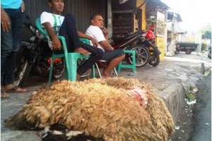 Penjual kulit kambing dadakan.